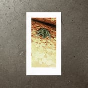 Image of Torrent Frog - Art Print