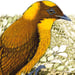 Image of Golden Bowerbird - Art Print