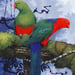 Image of King Parrots - Art Print