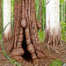Image of Sclerophyll Forest - Art Print