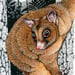 Image of Coppery Brushtail Possum - Art Print