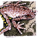 Image of Roths Tree Frog - Art Print