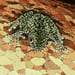 Image of Torrent Frog - Art Print