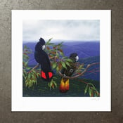 Image of Red Tailed Black Cockatoos - Art Print
