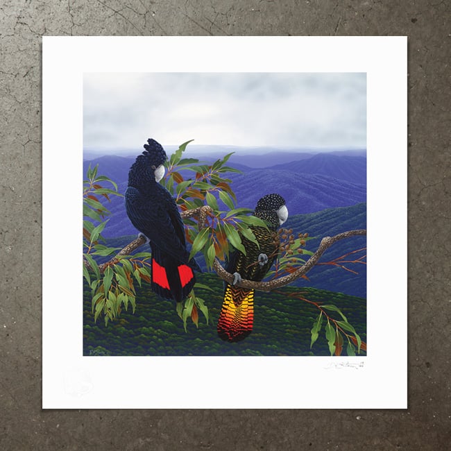 Image of Red Tailed Black Cockatoos - Art Print