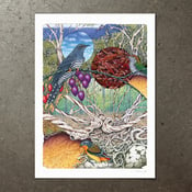 Image of Cuckoos at Davies Creek - Art Print