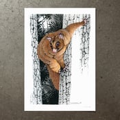 Image of Coppery Brushtail Possum - Art Print