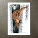 Image of Coppery Brushtail Possum - Art Print