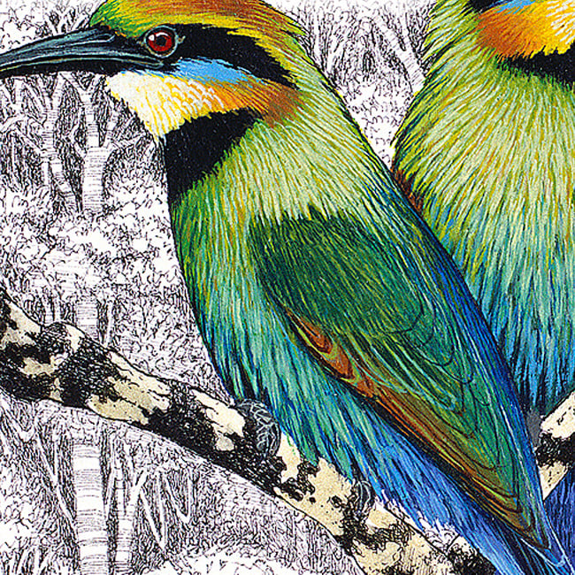 Rainbow Bee Eater Framed Print David H Stacey