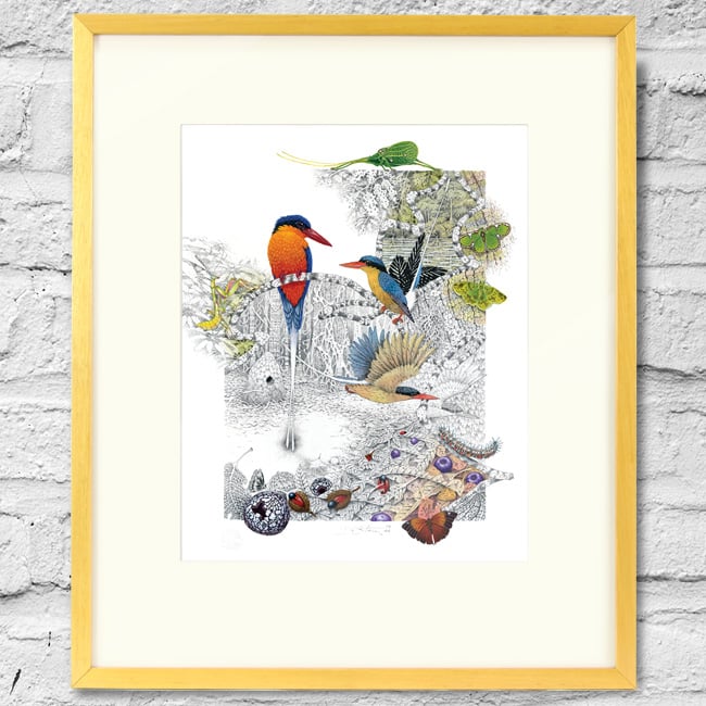 Image of Paradise Kingfisher - Framed Print