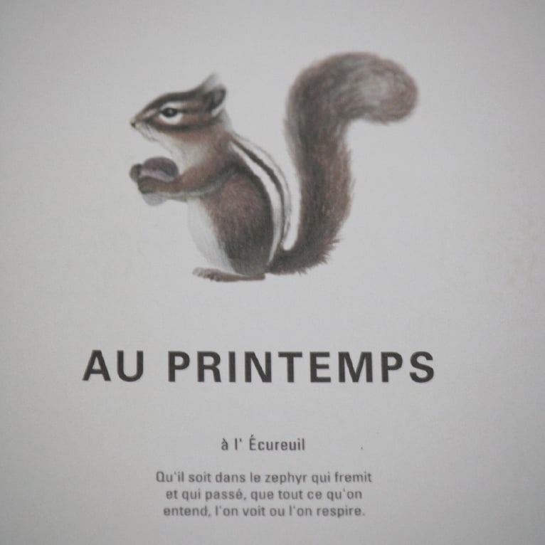 Image of Medium Notebook - Squirrel