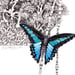 Image of Blue Triangle Butterfly - Miniature