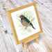 Image of Spotted Catbird - Miniature