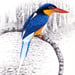 Image of Buff Breasted Paradise Kingfisher - Miniature