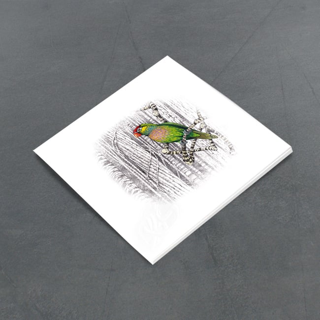 Image of Varied Lorikeet - Miniature