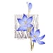 Image of Scented Sun Orchid - Miniature