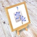 Image of Scented Sun Orchid - Miniature