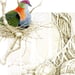 Image of Superb Fruit Dove - Miniature