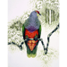 Image of Rose Crowned Fruit Dove - Gift Card