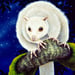Image of White Lemuroid Possum - Gift Card - Blank inside suitable for any occasion