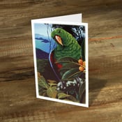 Image of Male Electus Parrot - Gift Card