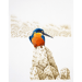Image of 0Azure Kingfisher - Gift Card