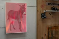 Image 1 of Equus africanus asinus / pay as you wish