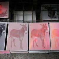 Image 5 of Equus africanus asinus / pay as you wish