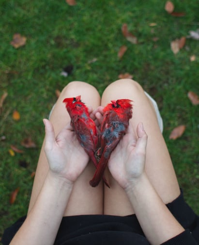 Image of Inmylap: Cardinal Heart