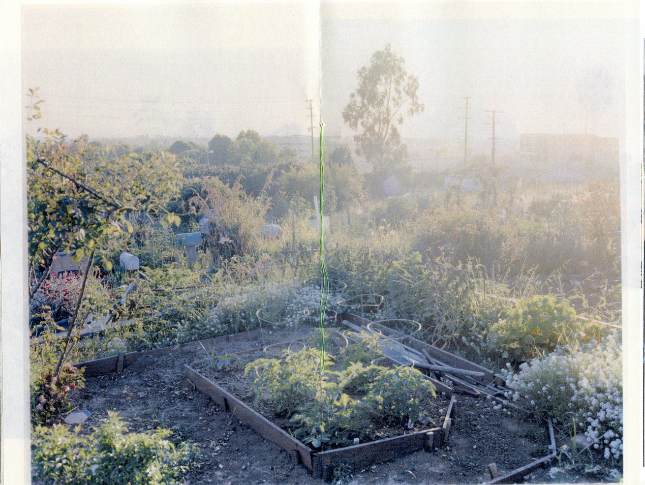 community garden / rain or shine books