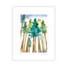 Redwood Trees, Archival Paper Print