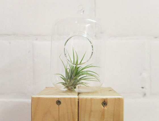 Image of Air plant holder 'oval'