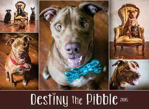 Image of Collectible 2015 Destiny the Pibble Calendar