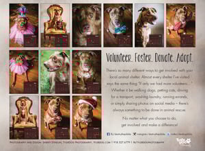 Image of Collectible 2015 Destiny the Pibble Calendar