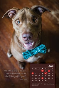 Image of Collectible 2015 Destiny the Pibble Calendar