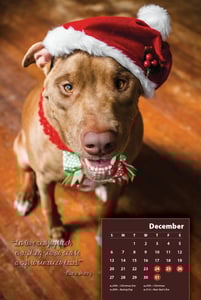 Image of Collectible 2015 Destiny the Pibble Calendar