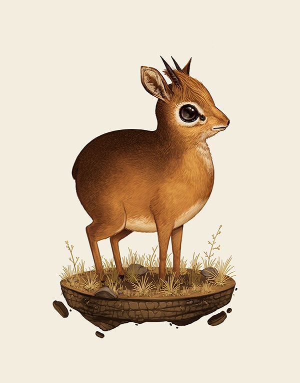 Image of Dik-dik