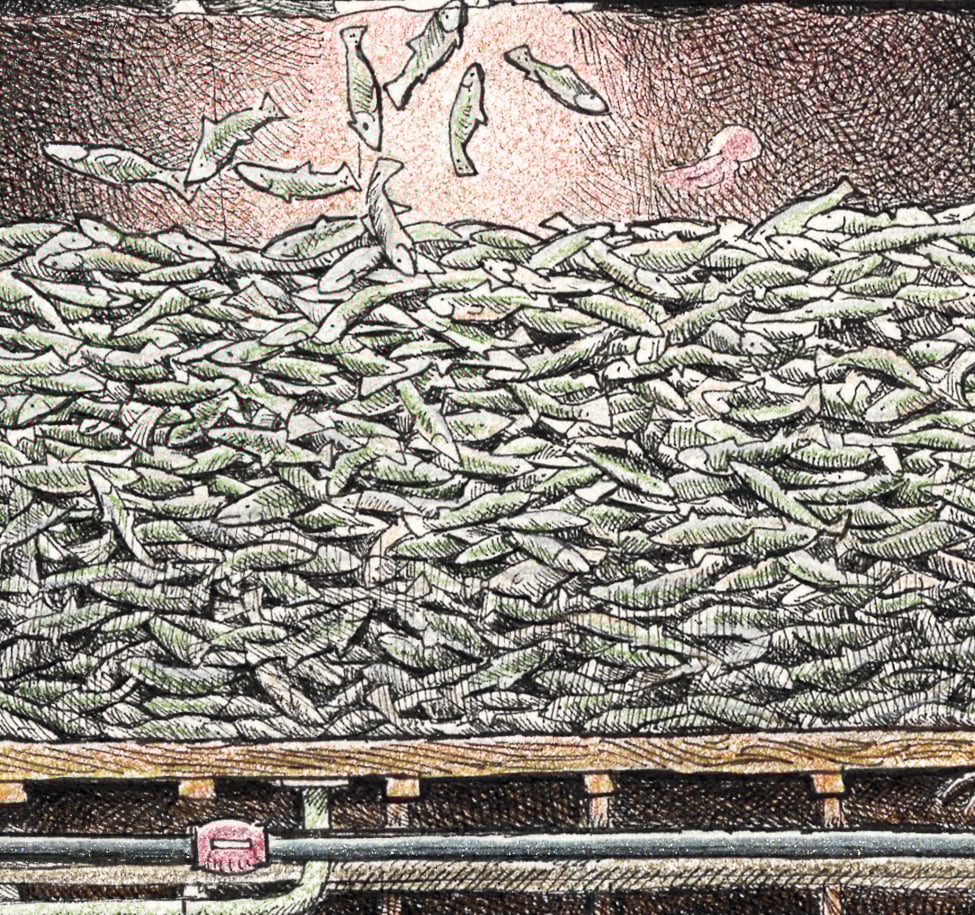 Salmon Tender 13" X 17"