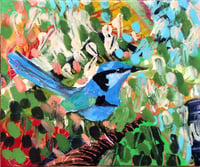 Blue wren