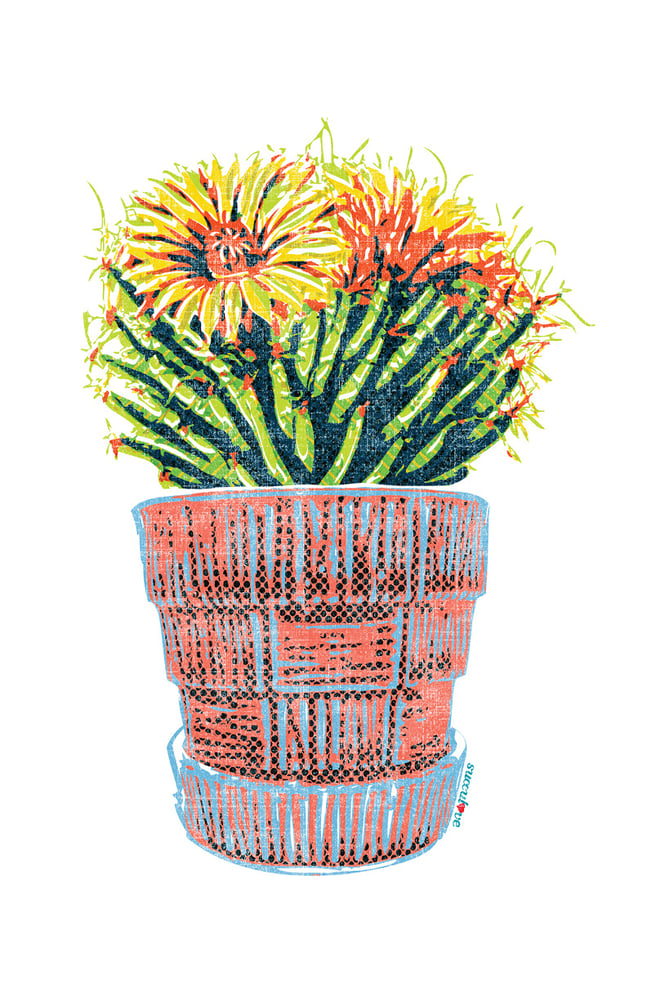 Image of Echinopsis