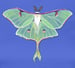 Image of Youth Luna Moth t-shirt