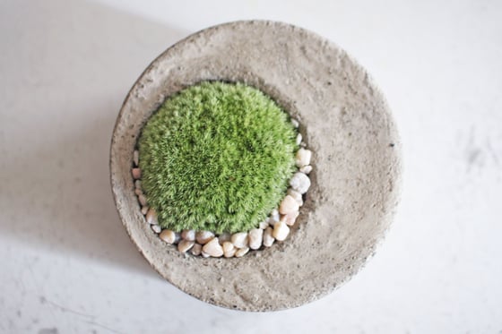 Image of moss planter