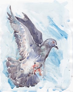 Image of Rock Dove (Pigeon)