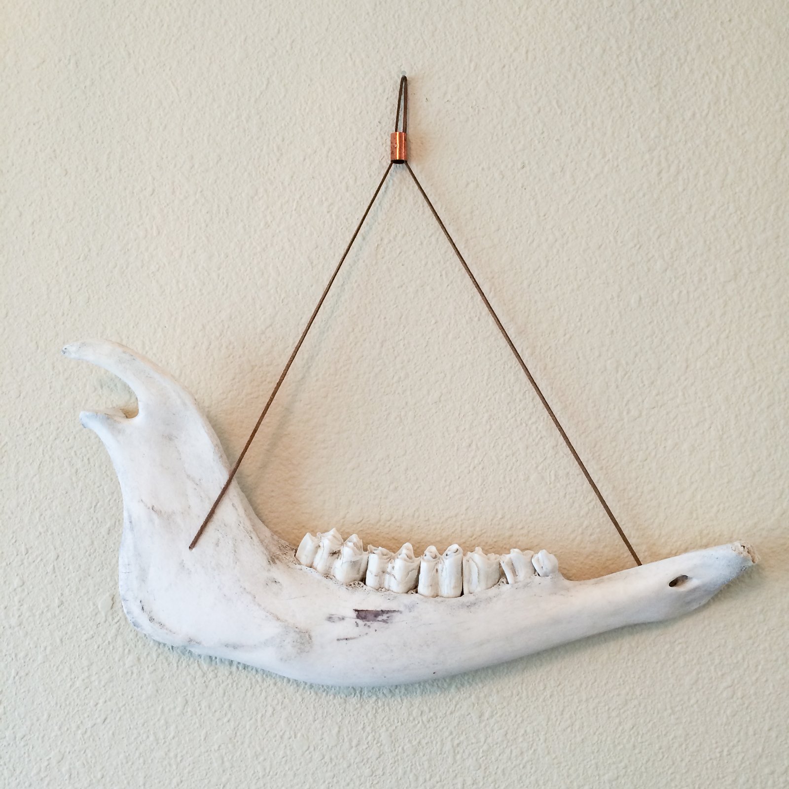 AMERICAN BISON JAWBONE / WILD HABIT