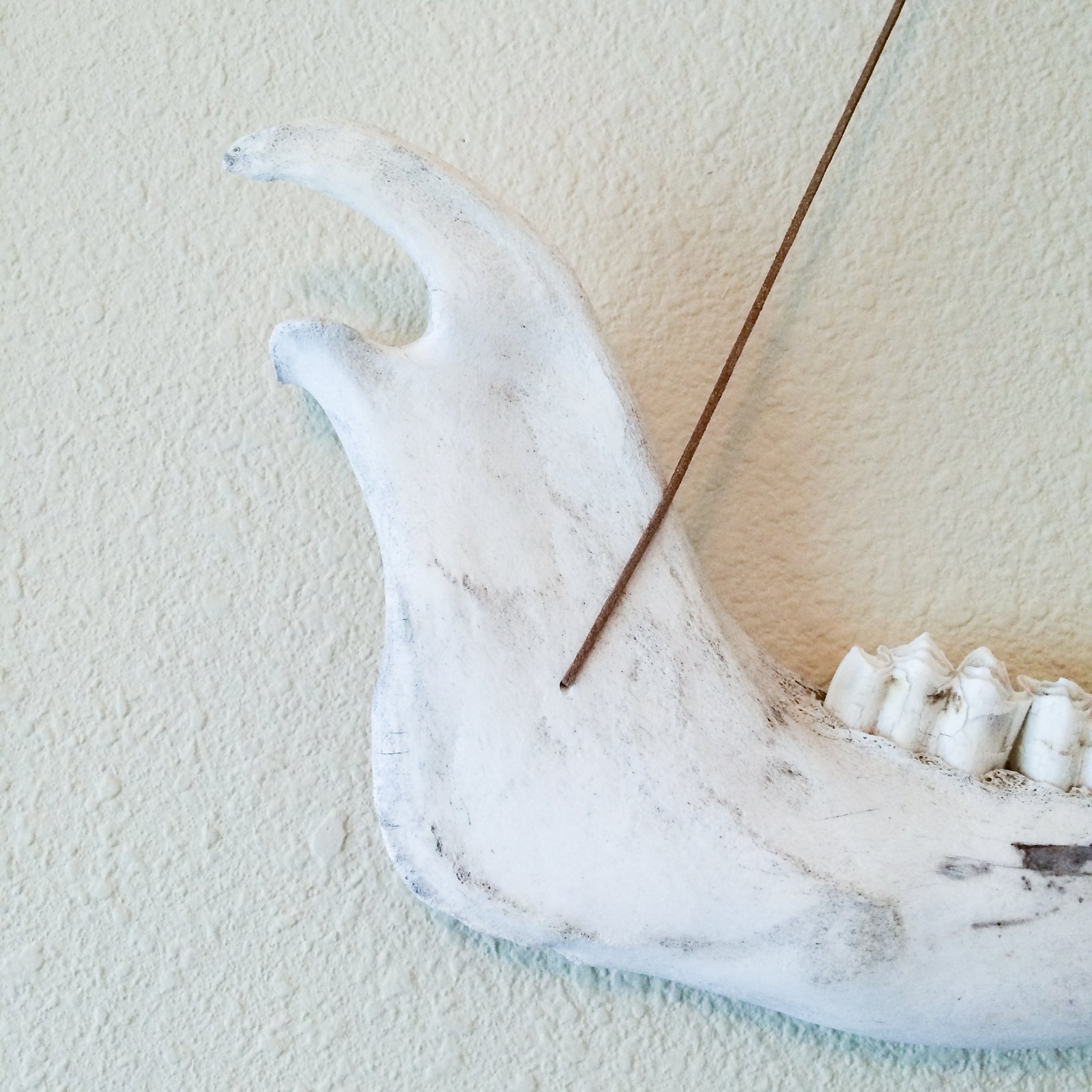 AMERICAN BISON JAWBONE / WILD HABIT