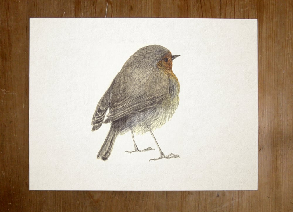 Image of Winter Robin