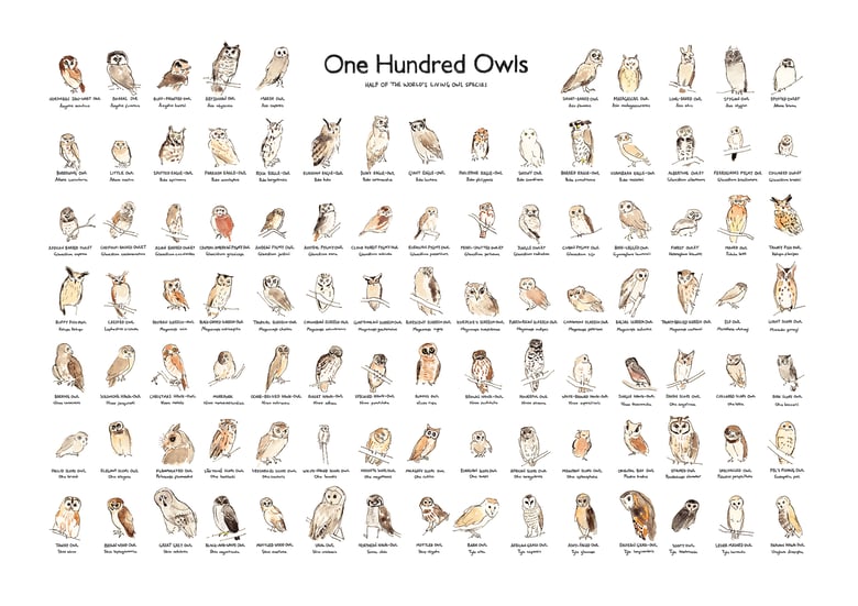 Image of One Hundred Owls