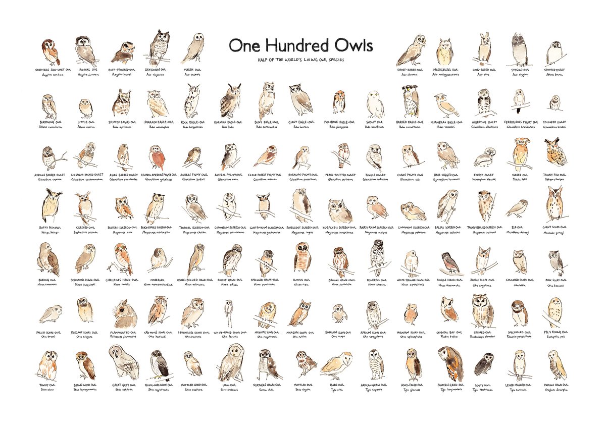 One Hundred Owls | Benjamin Mills