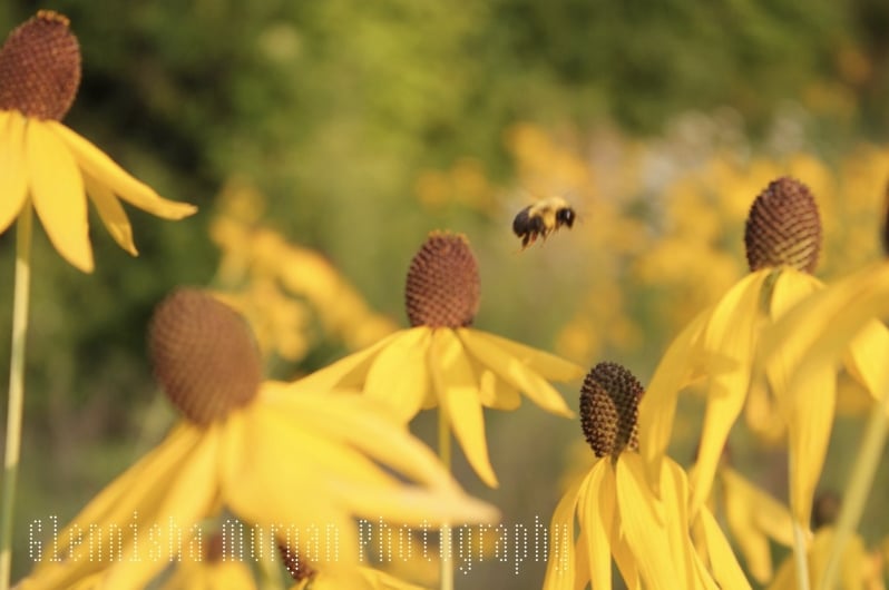 Image of Bee Purposeful