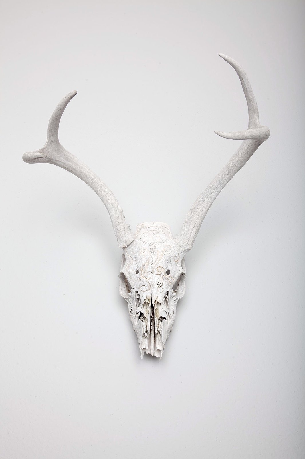HAND CARVED SKULL // TURNER / WILD HABIT